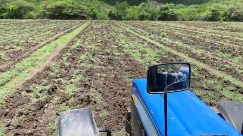 Ils demandent la libération des producteurs détenus pour s'être débarrassés d'une partie de leurs récoltes par manque de carburant