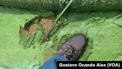 Vue détaillée de la transformation d'une bactérie en microalgue, connue sous le nom de "écume"couvre le sable de la côte nord du lac Maracaibo, au Venezuela.