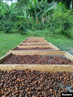 Des grains secs de café Monte Claro, une variété de café Arabica, sont vus dans une plantation à Trujillo, au Venezuela, sur cette photo non datée publiée le 27 juillet 2023. Victor Montilla/via REUTERS