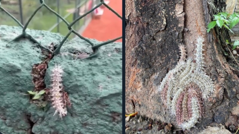 Que sait-on de la chenille venimeuse qui a alarmé le Venezuela ?