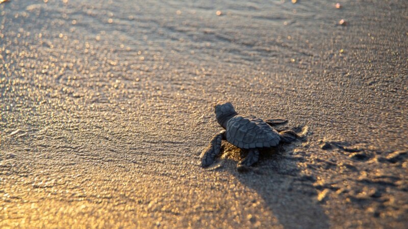 Des centaines de bébés tortues marines sont relâchées au large des côtes du Nicaragua à des fins de conservation