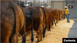 Avant les compétitions, il y a un travail ardu de préparation et d'entraînement qui commence à partir du moment où les bovins naissent et sont séparés de leur mère.