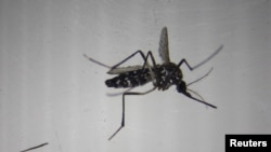 En photos | La fin de la dengue ? Un laboratoire espagnol stérilise les moustiques pour lutter contre les maladies