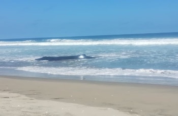 L'une des baleines agonisées