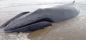 Les baleines sont mortes dans le