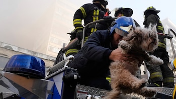 Les pompiers sauvent un chien