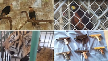 Armes et animaux trouvés