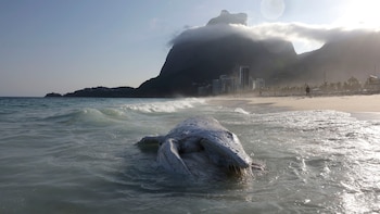 Une baleine est apparue morte