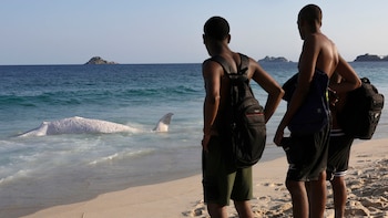 Les gens regardent une baleine à bosse