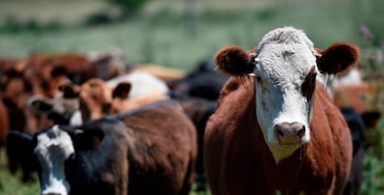 Restriction d'exportation de bovins