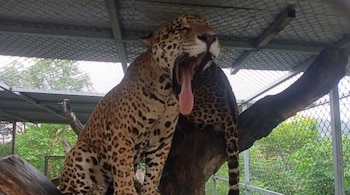 Les jaguars trouvés dans un