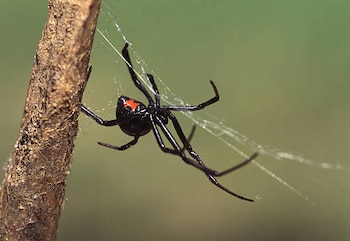 Spider Black Widow, un de