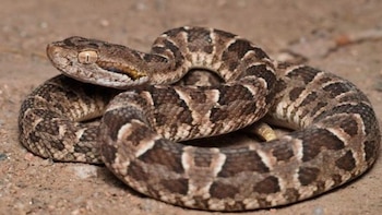Il y a quatre types de serpents