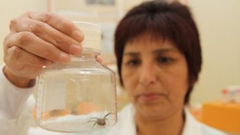   Il est conseillé de capturer