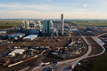 La plante de cellulose de