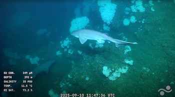 Les requins sont apparus à 300
