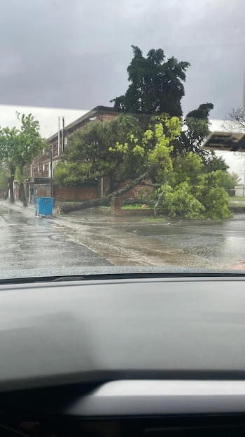 Arbres générés temporaires