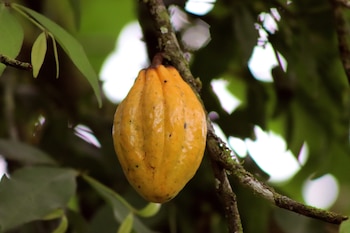 Le cacao était déjà utilisé