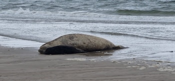 Un éléphant de mer a donné