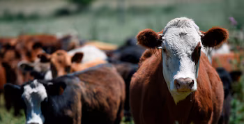 Les fonds destinés à l'élevage ont chuté à mesure que