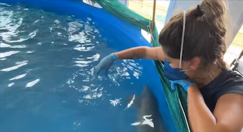 Un dauphin arrivé désorienté