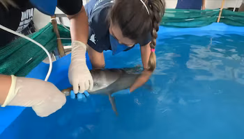 Un dauphin arrivé désorienté