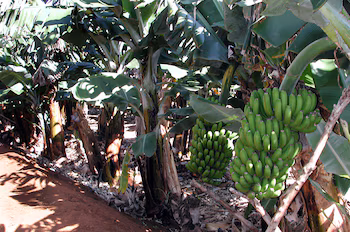 Le champignon peut causer