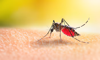 Symptômes du paludisme