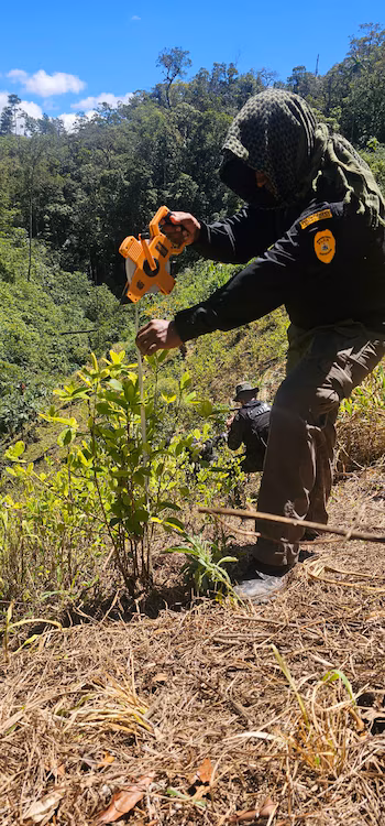 L'éradication des cultures illégales