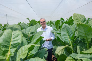 Exportations de tabac dominicain