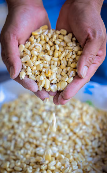 Le soutien de l'État aux fermes laitières encourage la production et la vente de produits laitiers sur les marchés régionaux, intégrant les efforts visant à stimuler l'approvisionnement alimentaire et à promouvoir l'économie locale. (Autorisation : Secrétariat de presse d'El Salvador)