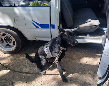 L'agent K9 Mimi de l'unité canine de la PNC détecte de la drogue lors d'un contrôle de véhicule, facilitant ainsi la capture de Douglas Martínez Jiménez. (Publication : Gustavo Villatoro, ministre de la Justice et de la Sécurité)
