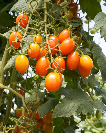 L'entreprise Maguana Tropical, avec le soutien du gouvernement, a alloué entre 10 et 20 % de sa production au marché local et le reste à l'exportation. (Autorisation : Ministère de l'Agriculture de la République Dominicaine)