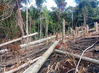 La déforestation est une autre cause de la quasi-disparition du singe-araignée noire (Ateles fusciceps). (MonAmbiente)