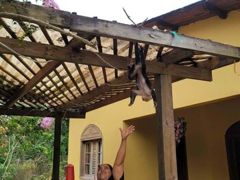 Les espèces sauvages sont restées en captivité sur des propriétés privées. (PHOTO : La Prensa)