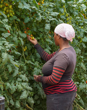 La province de San Juan s'est imposée comme l'épicentre de la production et de l'exportation de tomates cerises de serre en République Dominicaine. (Autorisation : Ministère de l'Agriculture de la République Dominicaine)