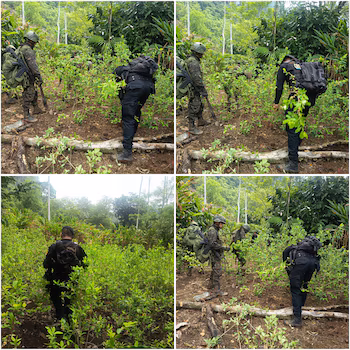 La plantation de feuilles de coca a été localisée, détruite et incinérée dans le village Chicoc II, dans une zone montagneuse de Cahabón. (Autorisation : PNC du Guatemala)