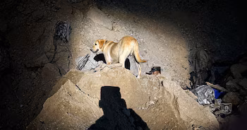 TOGO, un Malinois belge, et MAGO, un Labrador, ont visité la structure effondrée avec leurs guides et équipes de secours.