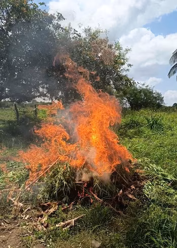 Les autorités ont évalué la plantation de marijuana détruite dans une zone montagneuse difficile d'accès du Petén à 34,08 millions de quetas. (Autorisation : PNC Guate)