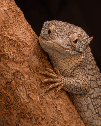Le parc cherche à renforcer la population sauvage de cette espèce endémique du Guatemala, dont on estime qu'elle compte entre 500 et 700 spécimens dans la nature, après un travail de gestion spécialisé (Zoo La Aurora).