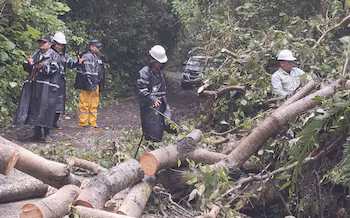 Les équipes d'urgence ont travaillé pour enlever les arbres tombés qui bloquaient les routes après le passage de la tempête tropicale Cristina au Salvador (Autorisation : Alcaldía Libertad Sur). 