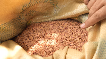 La faible qualité du grain limite la compétitivité du riz hondurien par rapport aux importations