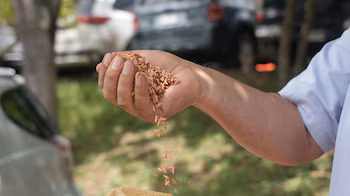 La faible qualité du grain limite la compétitivité du riz hondurien par rapport aux importations