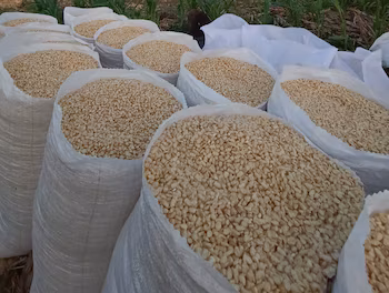 Le Salvador prévoit d'atteindre entre 17 et 18 millions de quintaux de maïs, suffisamment pour couvrir la demande nationale estimée à 20 millions de quintaux./(Óscar Domínguez Networks)