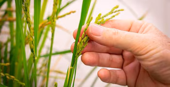 La production céréalière, menacée par le phénomène atmosphérique. (CSIC)