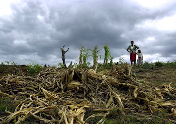 La sécheresse a affecté les cultures et la disponibilité de l'eau dans différentes régions du Honduras. (PHOTO : Le Libérateur)