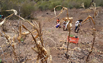 Les autorités espèrent que les récoltes à venir contribueront à améliorer la disponibilité alimentaire vers la fin de l’année. (PHOTO : Le Libérateur)