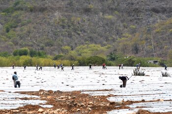 Survivre à la sécheresse, images d'agriculteurs qui ont perdu leurs récoltes après de graves sécheresses au Guatemala