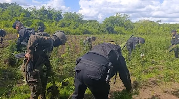 Les forces combinées ont éradiqué deux champs de marijuana à Petén, au Guatemala, d'une valeur estimée à 872 198 USD.