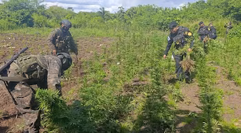 Les forces combinées ont éradiqué deux champs de marijuana à Petén, au Guatemala, d'une valeur estimée à 872 198 USD.